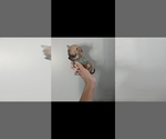 Small #5 Chihuahua