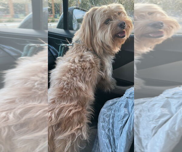 Medium Photo #4 Shih Apso Puppy For Sale in San Antonio, TX, USA