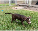 Small #1 Mutt