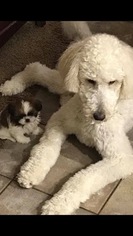 Mother of the Goldendoodle puppies born on 01/27/2019