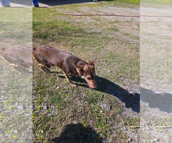 Medium Photo #3 Australian Kelpie-Unknown Mix Puppy For Sale in Wakefield, RI, USA