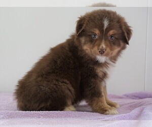 Miniature Australian Shepherd Puppy for sale in FREDERICKSBG, OH, USA