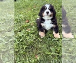 Puppy Puppy 1 Bernese Mountain Dog