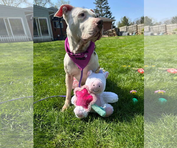 Medium Photo #4 American Pit Bull Terrier-Unknown Mix Puppy For Sale in Germantown, OH, USA