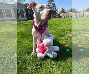Mila May - Female American Pit Bull Terrier-Unknown Mix Dog for Adoption - Photo #4