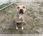 Small #1 American Pit Bull Terrier-Labrador Retriever Mix