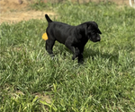 Small Photo #4 German Shorthaired Pointer Puppy For Sale in FRANKLIN, KY, USA