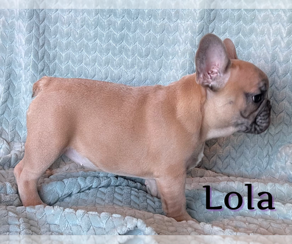 Medium Photo #19 French Bulldog Puppy For Sale in PERRIS, CA, USA