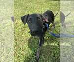 Small #1 Mutt