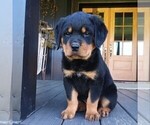 Small Photo #1 Rottweiler Puppy For Sale in CHAMBERSBURG, PA, USA
