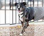 Small #26 Catahoula Leopard Dog-Labrador Retriever Mix