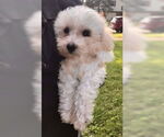 Small #1 Bichon Frise