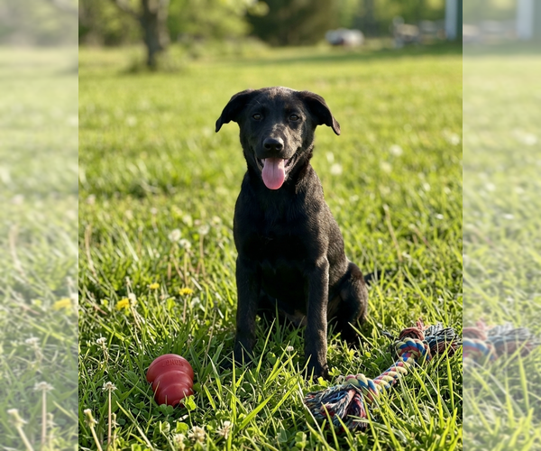 Medium Photo #2 Labrador Retriever-Unknown Mix Puppy For Sale in Genesee, WI, USA