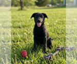 Small #1 Labrador Retriever Mix
