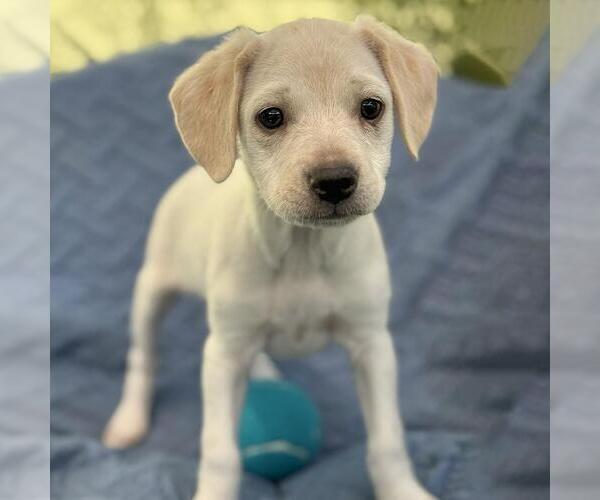 Medium Photo #6 Colonial Cocker Spaniel-Unknown Mix Puppy For Sale in San Diego, CA, USA