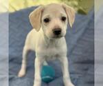 Small #5 Colonial Cocker Spaniel Mix