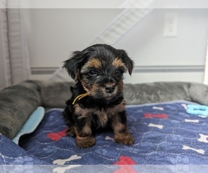 Yorkshire Terrier Puppy for sale in WESTBROOK, ME, USA