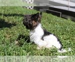 Small Photo #8 Yorkshire Terrier Puppy For Sale in HOLLYWOOD, FL, USA