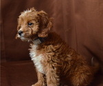 Puppy 1 Cavapoo