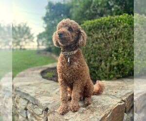 Mother of the Miniature Labradoodle puppies born on 03/31/2025