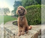 Small Photo #1 Miniature Labradoodle Puppy For Sale in COATESVILLE, PA, USA