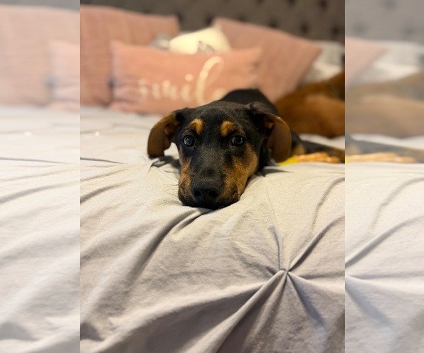 Medium Photo #10 German Pinscher-Rottweiler Mix Puppy For Sale in Sandy, UT, USA