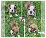Small Photo #2 Bulldog Puppy For Sale in GOLDSBORO, NC, USA
