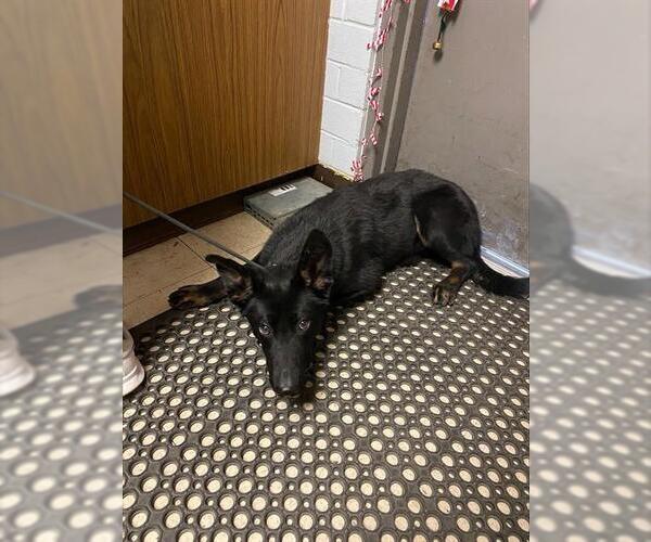 Medium Photo #1 Holland Shepherd-Unknown Mix Puppy For Sale in Stockton, CA, USA