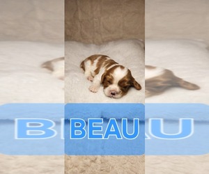 Cavalier King Charles Spaniel Puppy for sale in WAUKON, IA, USA