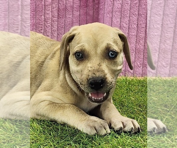 Medium Photo #5 Catahoula Leopard Dog Puppy For Sale in CUMBY, TX, USA