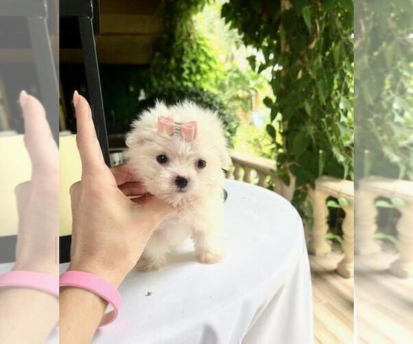 Medium Photo #8 Maltese Puppy For Sale in BEVERLY HILLS, CA, USA