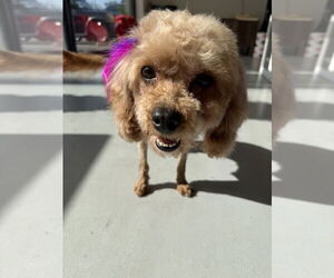 Goldendoodle (Miniature) Dogs for adoption in Studio City, CA, USA