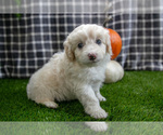 Small #1 Aussiedoodle Miniature