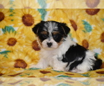 Image preview for Ad Listing. Nickname: Tex