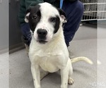Small Lab-Pointer