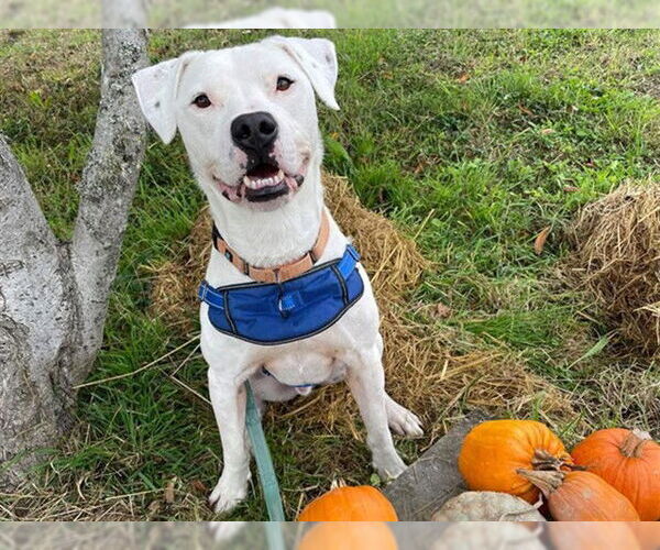 Medium Photo #6 Dogo Argentino-Unknown Mix Puppy For Sale in McKinleyville, CA, USA