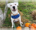 Small #5 Dogo Argentino Mix