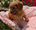Small Photo #55 Cavapoo Puppy For Sale in GOSHEN, IN, USA