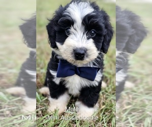 Aussie-Poo-Aussiedoodle Miniature  Mix Puppy for sale in TAYLOR, TX, USA