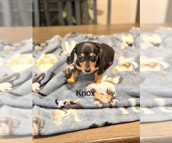 Medium Photo #10 Dachshund Puppy For Sale in CHIPPEWA FALLS, WI, USA