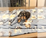 Litter of 5 - Male(s) and Female(s) DachshundLitter of Puppies for Sale - Photo #10