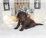 Small Photo #1 Miniature Labradoodle Puppy For Sale in COLLEGE STA, TX, USA
