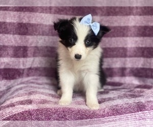 Border Collie Puppy for sale in LAKELAND, FL, USA