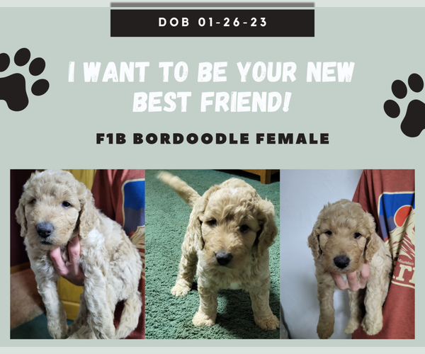 Medium Photo #1 Bordoodle Puppy For Sale in ASHLAND, OH, USA