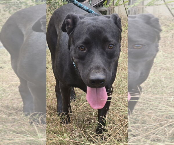 Medium Photo #4 Mutt Puppy For Sale in Jackson, MS, USA