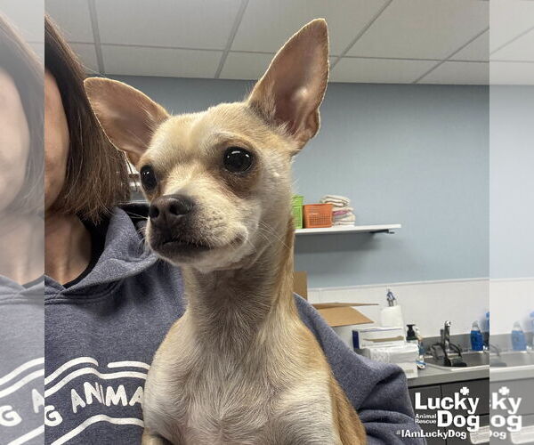 Medium Photo #2 Chihuahua-Unknown Mix Puppy For Sale in Washington, DC, USA