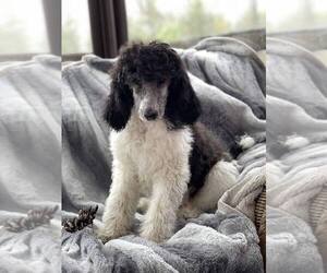 Poodle (Standard) Puppy for sale in CENTERVILLE, IN, USA
