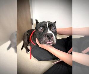 Mutt Dogs for adoption in Baytown, TX, USA