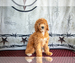 Puppy Soren Cavapoo