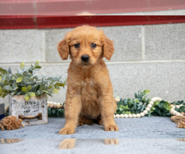 Medium Photo #29 Golden Retriever Puppy For Sale in WOLCOTTVILLE, IN, USA